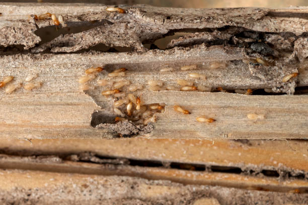 Reliable Delaware City, DE Pest Control Solutions